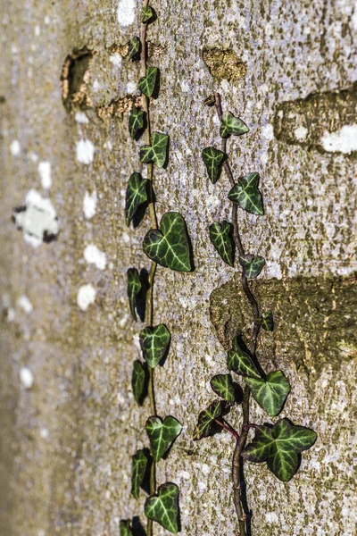 Ivy gövde üzerinde — Stok fotoğraf