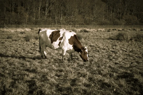 Mucca sull'erba autunnale — Foto Stock