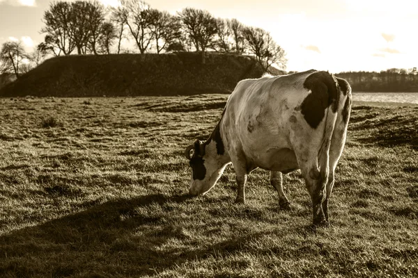 Egy utolsó tehén — Stock Fotó
