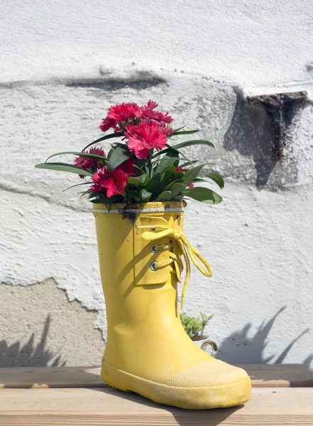 Welly blommor — Stockfoto