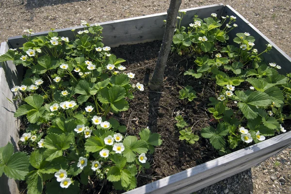 Strawberry plants — Stock Photo, Image