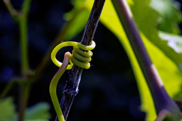 Potenza del vino — Foto Stock