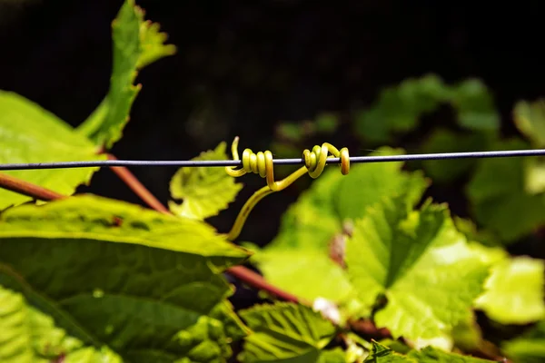 Puissance du vin — Photo