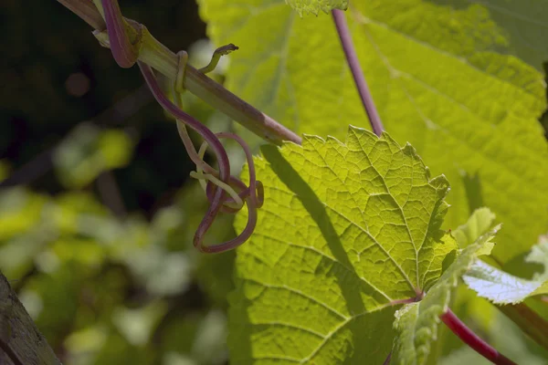 Wino trzymać się starej części roślin — Zdjęcie stockowe