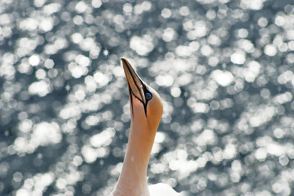 One Gannet — Stock Photo, Image