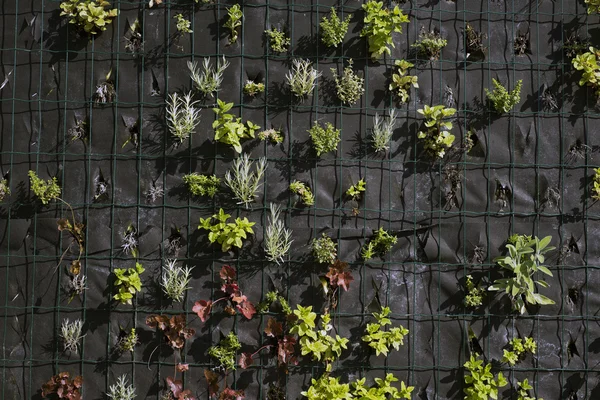 Muro di erbe aromatiche — Foto Stock