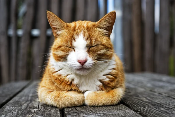 tatlı kedi