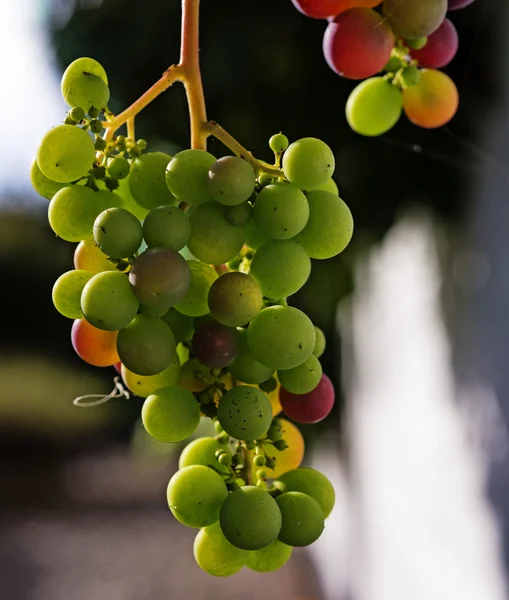 Zbliżenie winogron — Zdjęcie stockowe