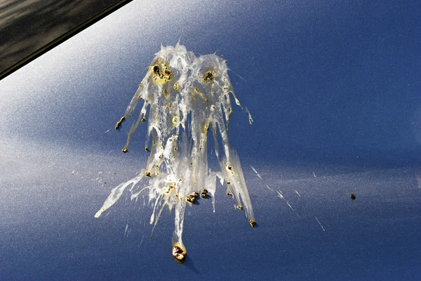 Uhaoh - Bird shit on my car! — Stock Photo, Image