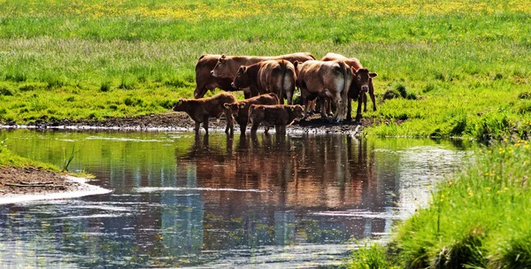 Mucche vicino al fiume — Foto Stock