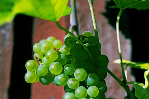 Uvas verdes Closeup — Fotografia de Stock