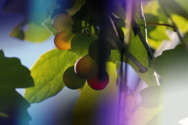 Abstracte tros druiven — Stockfoto