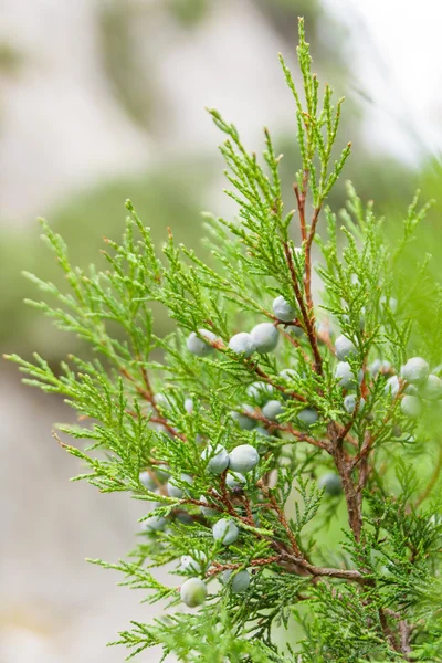 Juniper branch — Stock Photo, Image