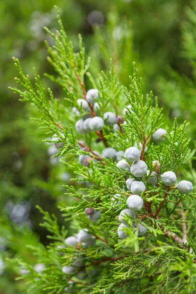 Juniper branch Stock Photo