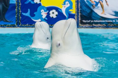 Yunuslar ve diğer deniz hayvanları gerçekleştirir hüner gönderme