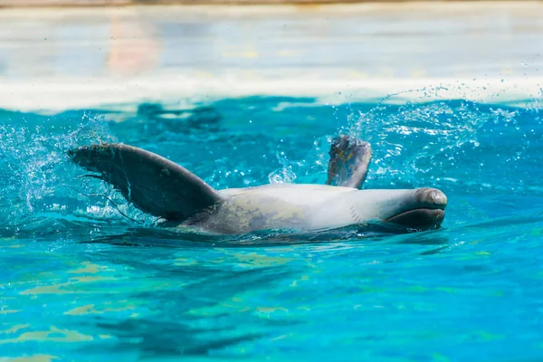 Les dauphins et autres animaux marins effectuent la soumission des tours — Photo