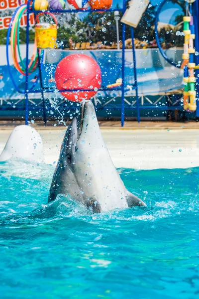 Les dauphins et autres animaux marins effectuent la soumission des tours — Photo