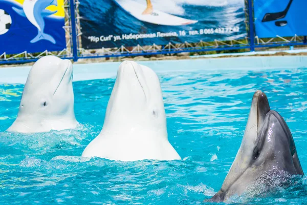 Дельфіни та інші морські тварини виконують трюк — стокове фото