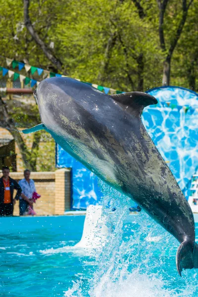 Dolphins and other marine animals performs trick submission - Stock ...