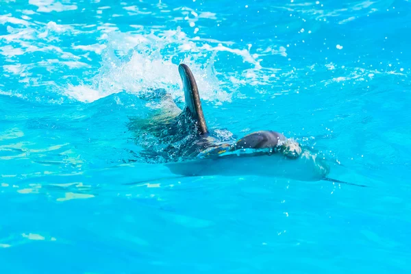 Dolphins and other marine animals performs trick submission — Stock Photo, Image