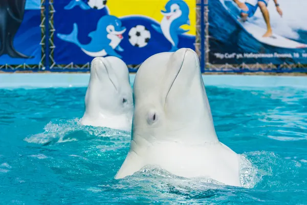 Delfine und andere Meerestiere führen Tricksereien auf — Stockfoto