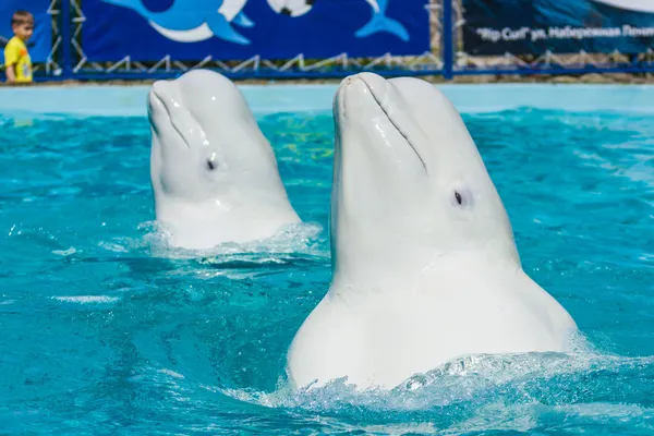 Delfines y otros animales marinos realiza la presentación de trucos — Foto de Stock