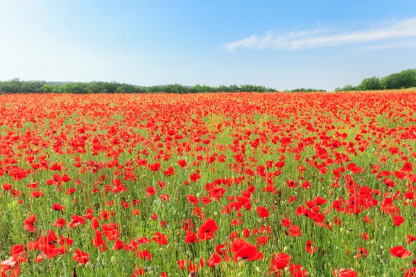 Red poppy flowers on fields — Stock Photo, Image