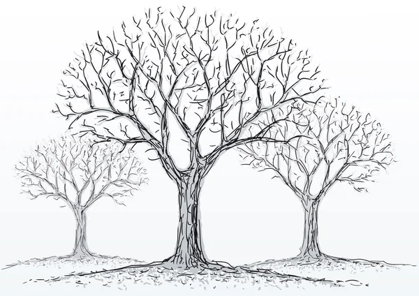 Leafless trees — Stock Vector