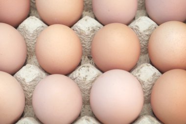 tavuk yumurtası ile besleme