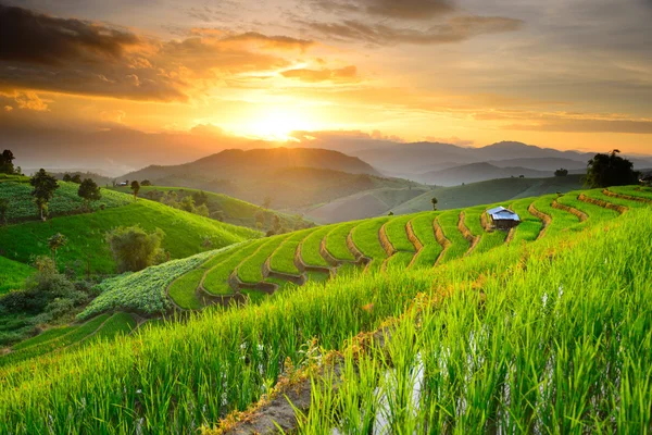 Rice teraslar halinde Kuzey Tayland — Stok fotoğraf