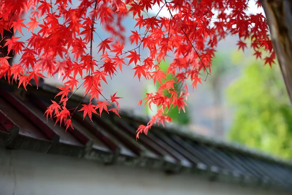 Folhas de bordo vermelho são cobrir o telhado estilo japão — Fotografia de Stock