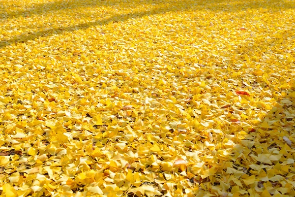 Folhas da árvore ginkgo no outono — Fotografia de Stock
