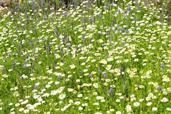 Beautiful group of flower background — Stock Photo, Image