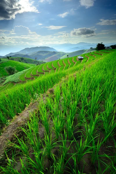 Terrazas de arroz en el norte de Tailandia — Foto de Stock