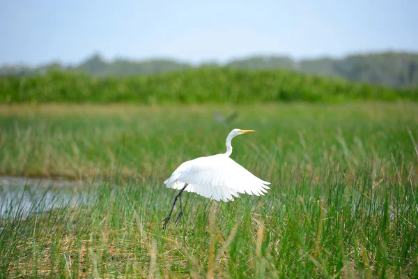 Intermediate Egret bird is at wetland — Stock Photo, Image