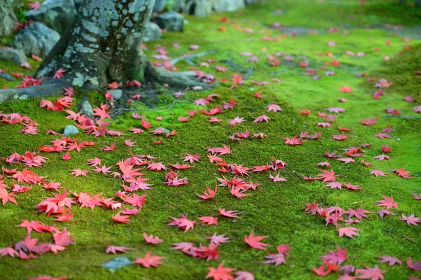 Autumn red maple leaves on green moss ground — Stock Photo, Image