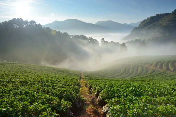 Paisagem de montanha e fazenda de morango — Fotografia de Stock