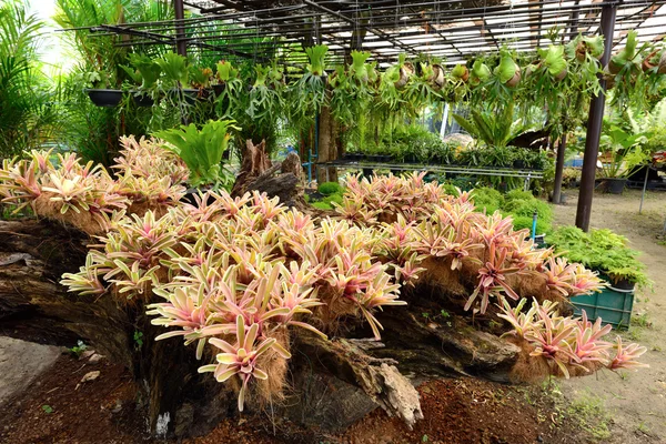 Grupo de Bromélia no jardim — Fotografia de Stock