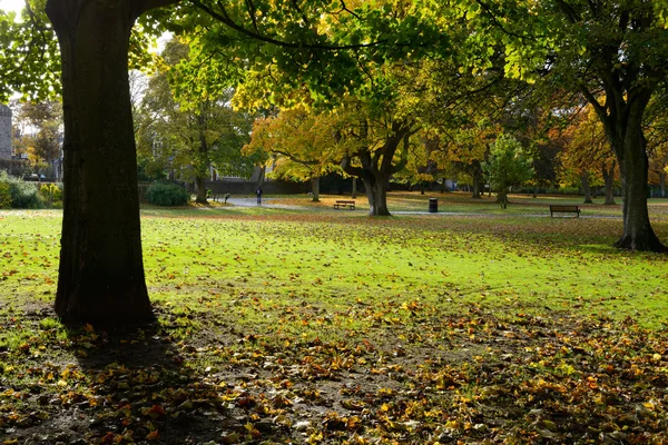 Colorido follaje en el parque de otoño . —  Fotos de Stock