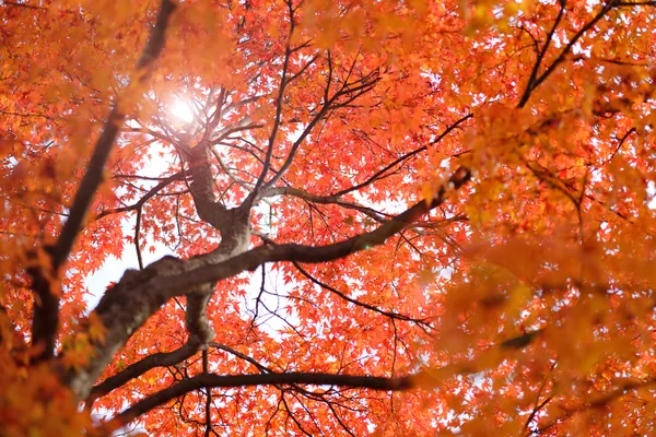 Colorful maple tree in autumn — Stock Photo, Image