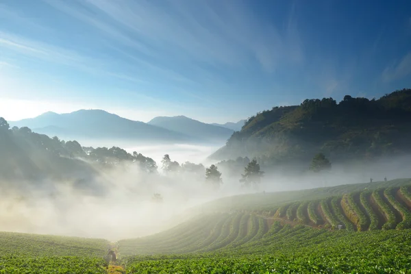漂亮的草莓农场和登山运动员之间的山和雾 — 图库照片