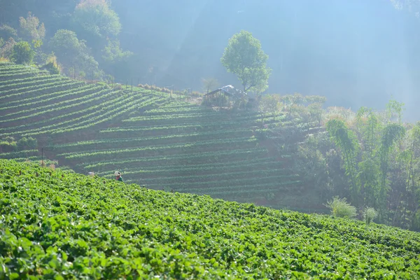 Bella fattoria di fragole in collina al mattino — Foto Stock