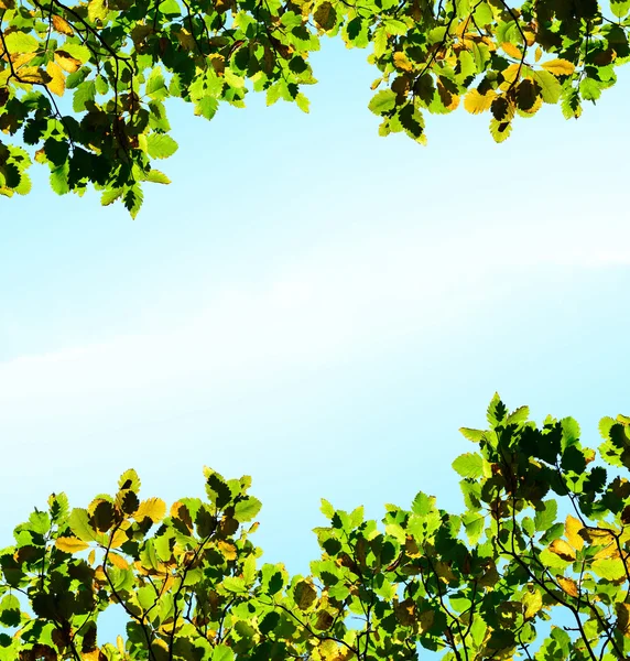 Outono laranja e folhas verdes no fundo do céu — Fotografia de Stock