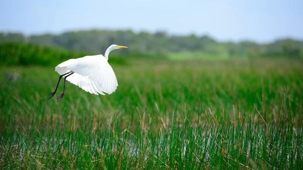 Intermediate Egret is flying — Stock Photo, Image