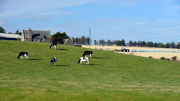 Koeien staan te grazen op een groene weide — Stockfoto