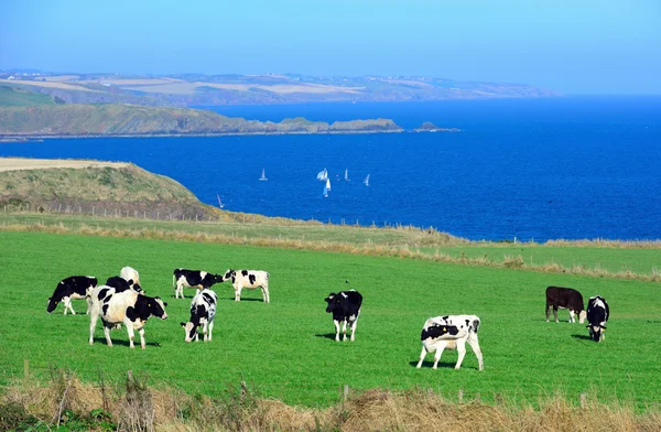 Cows are on the meadow — Stock Photo, Image