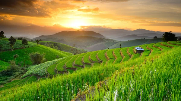 Terraços de arroz com fundo de sol no Ban Papongpieng Chiangmai — Fotografia de Stock