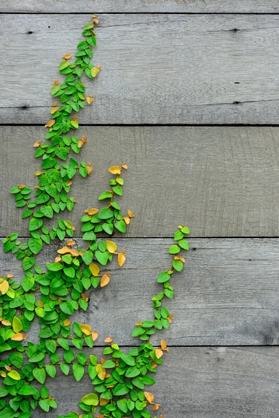 Zelené liána rostlina na dřevěné stěně pro pozadí. — Stock fotografie