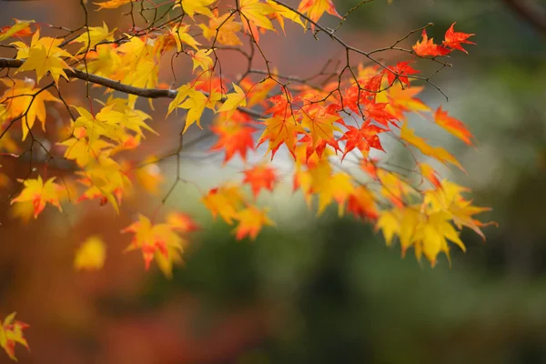 Autumn red and yellow maple leaves — Stock Photo, Image