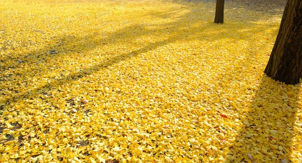 Folhas da árvore ginkgo em queda no chão — Fotografia de Stock